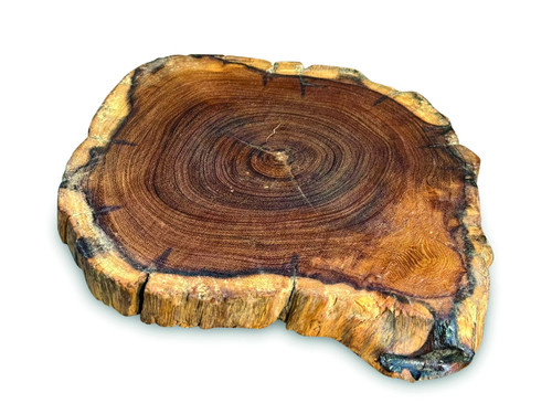Small teak root - small, slice